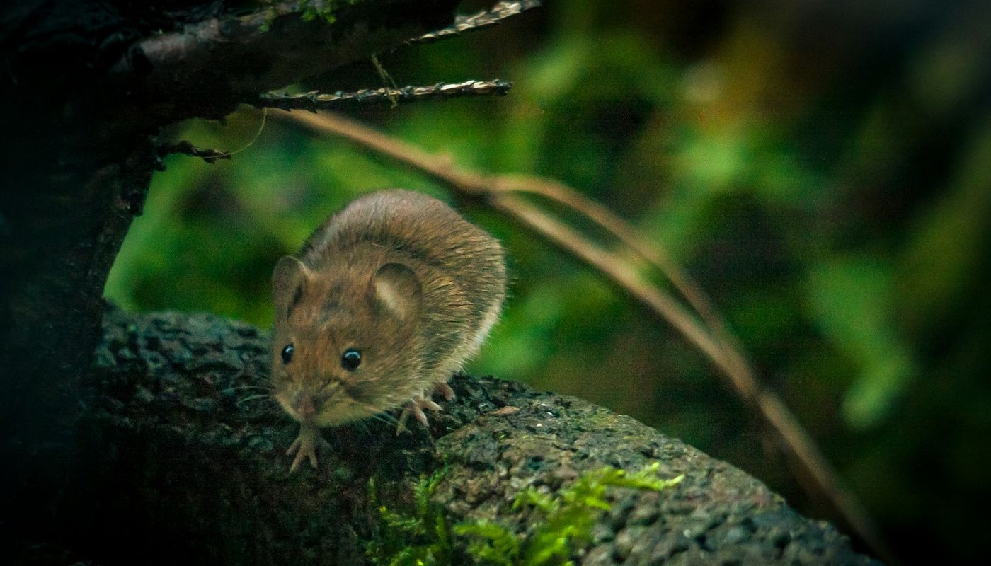 A field mouse perched on a mossy branch